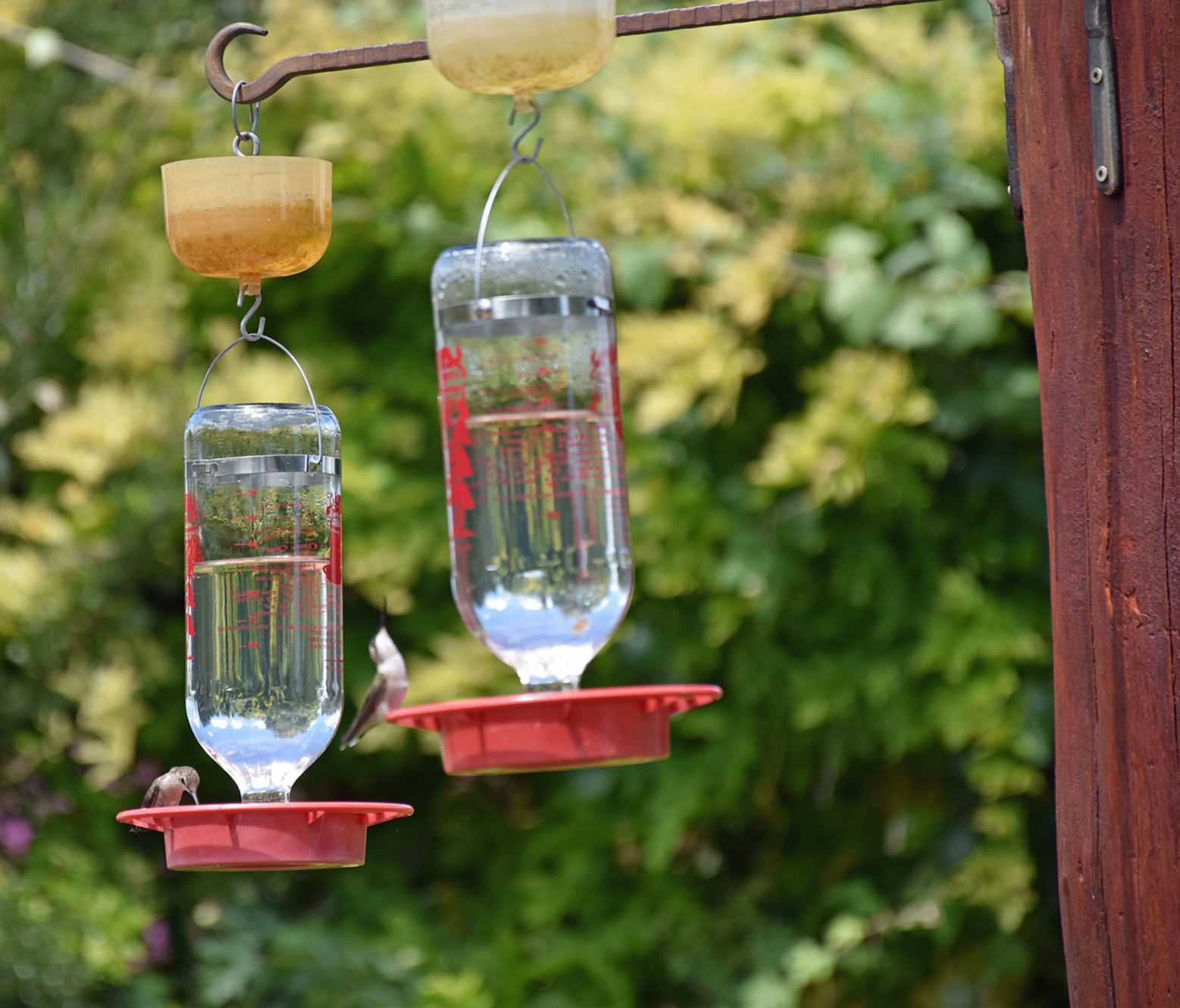 hummingbird feeders.jpg